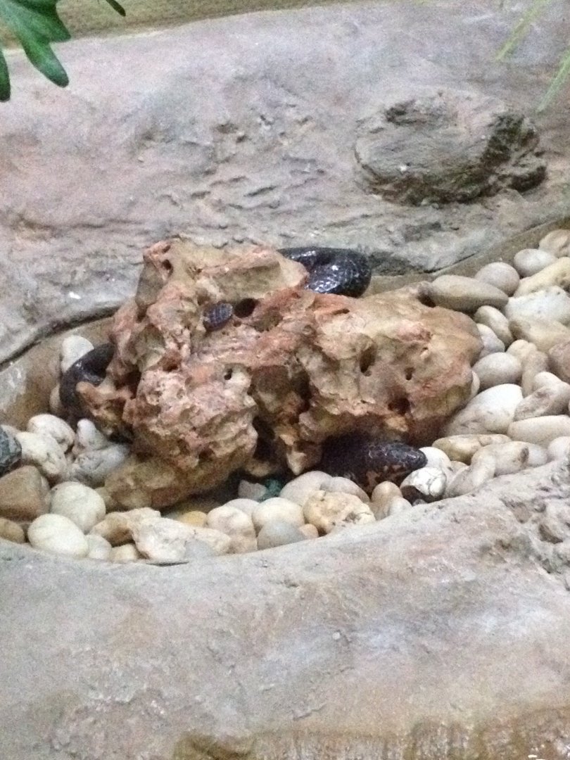 Red-tailed Pipe Snake (Cylindrophis ruffus)