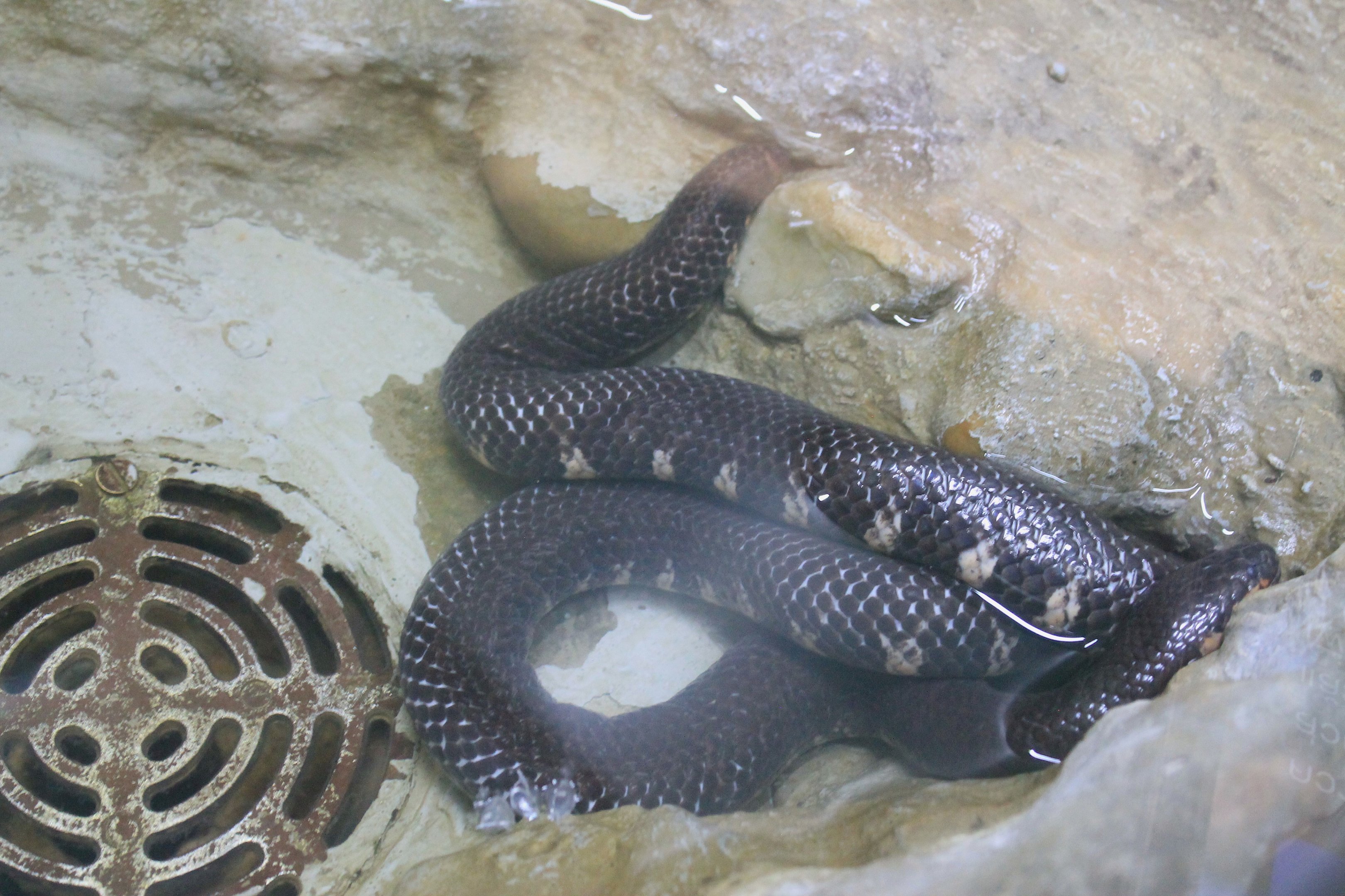 Red-tailed Pipe Snake (Cylindrophis ruffus)