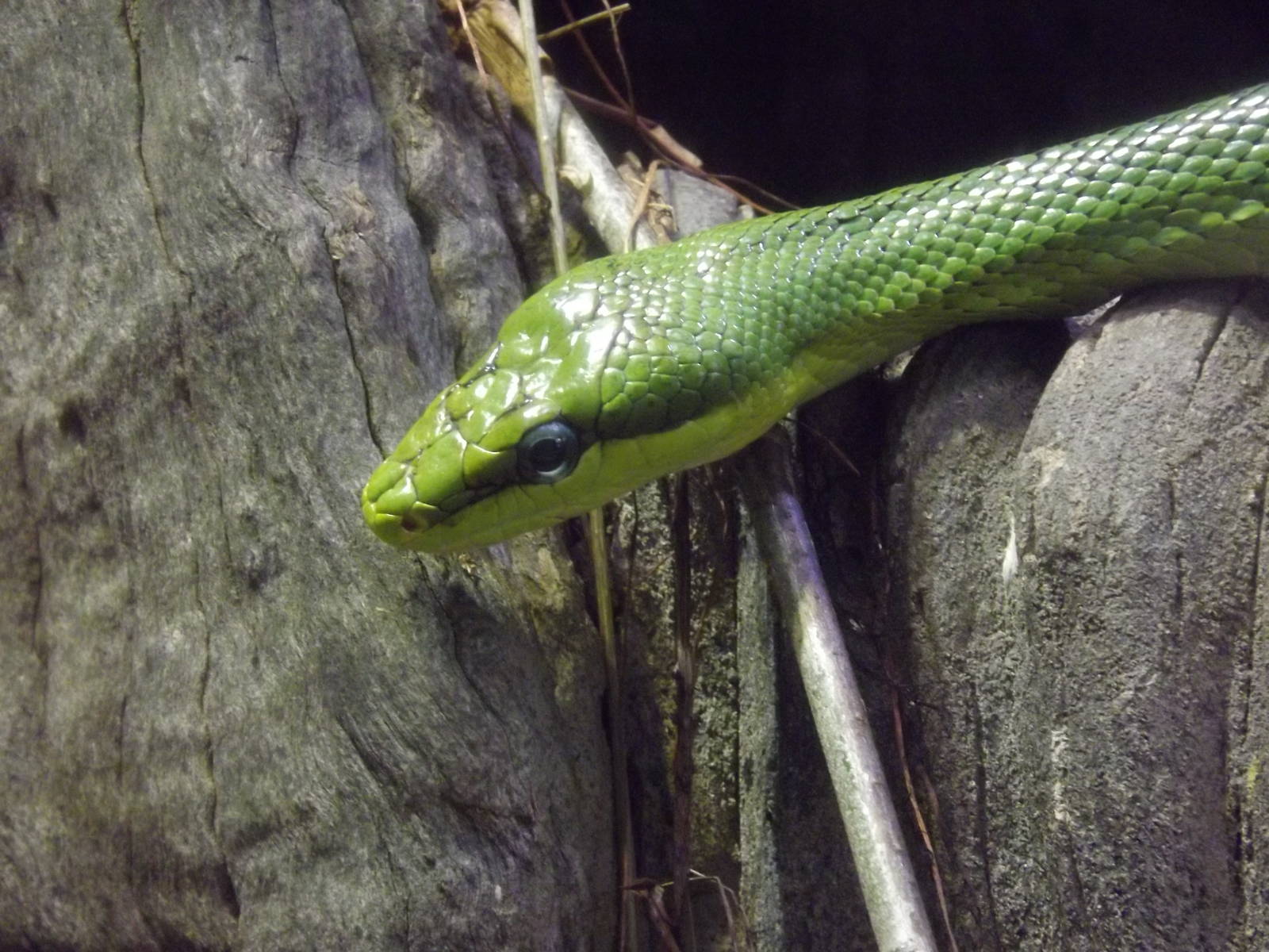 Red Tailed Racer at Chester Zoo 31/03/12