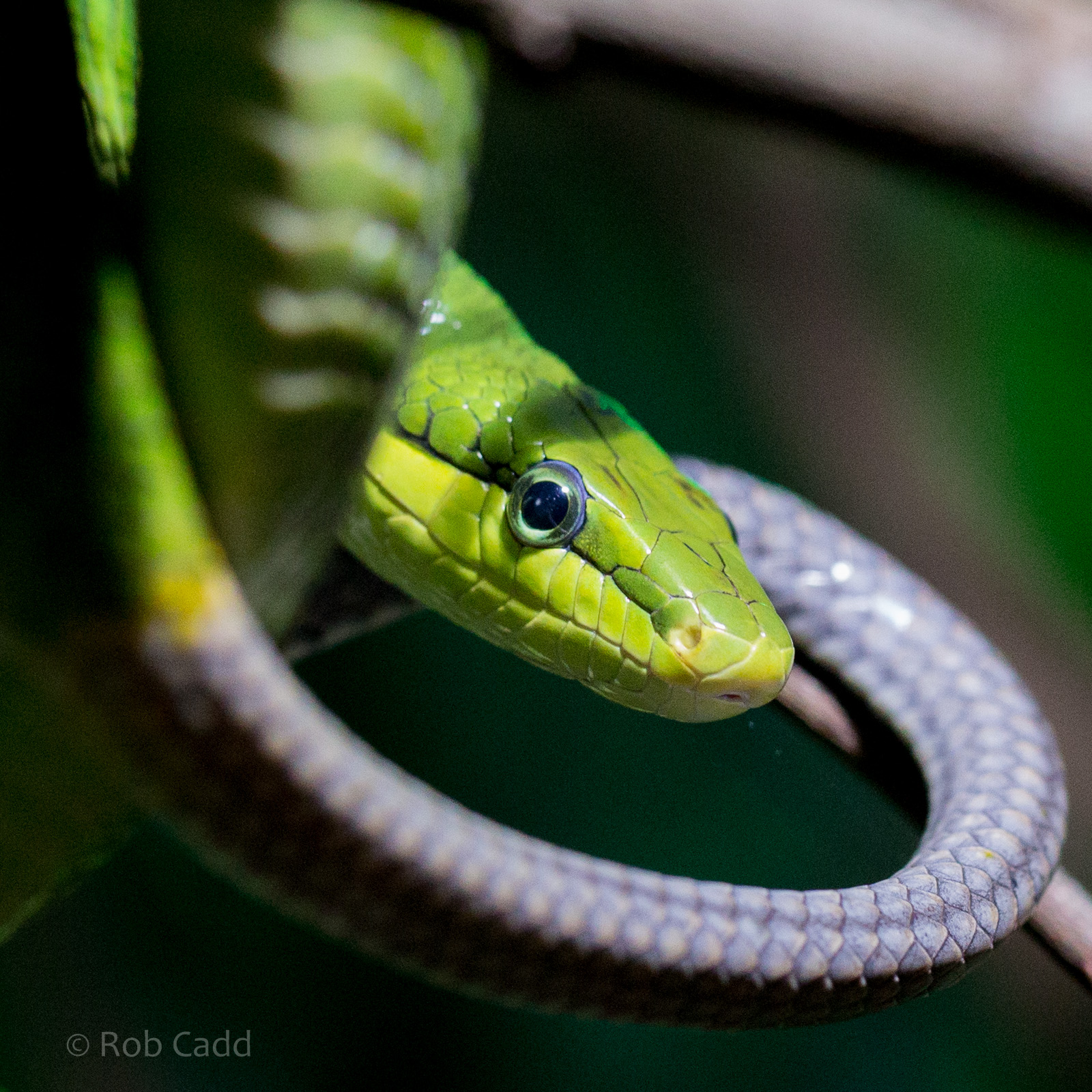 Red-tailed racer : Cotswold WP : 28 May 2014