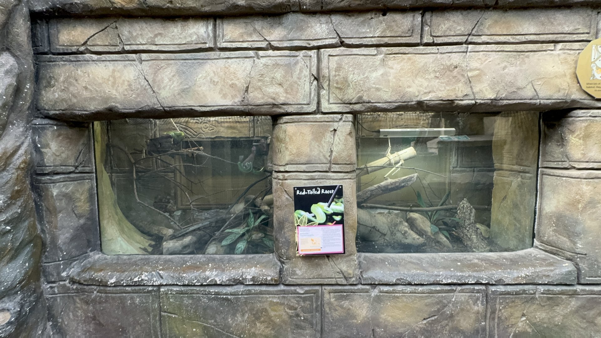 Red-tailed Racer Enclosure at Tropical World (October 2024)