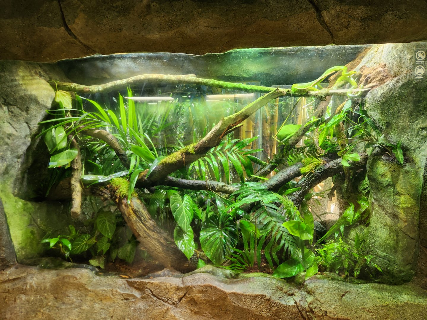 Red-tailed Racer exhibit