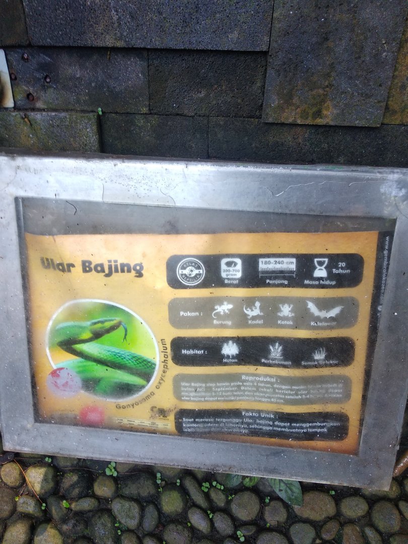 Red-tailed racer (Gonyosoma oxycephalum) information panel