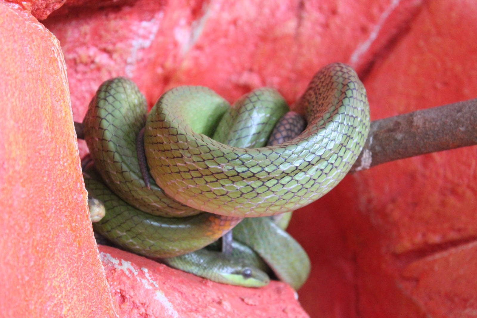 red-tailed racer (Gonyosoma oxycephalum)