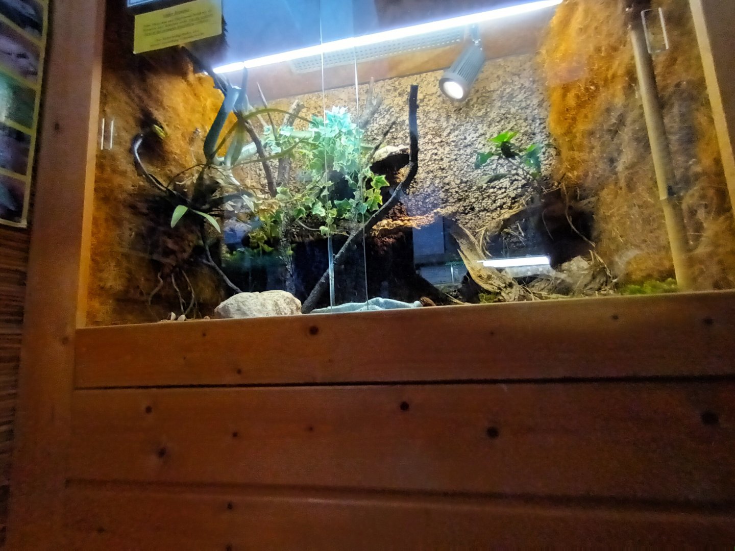 Red tailed Racer Habitat