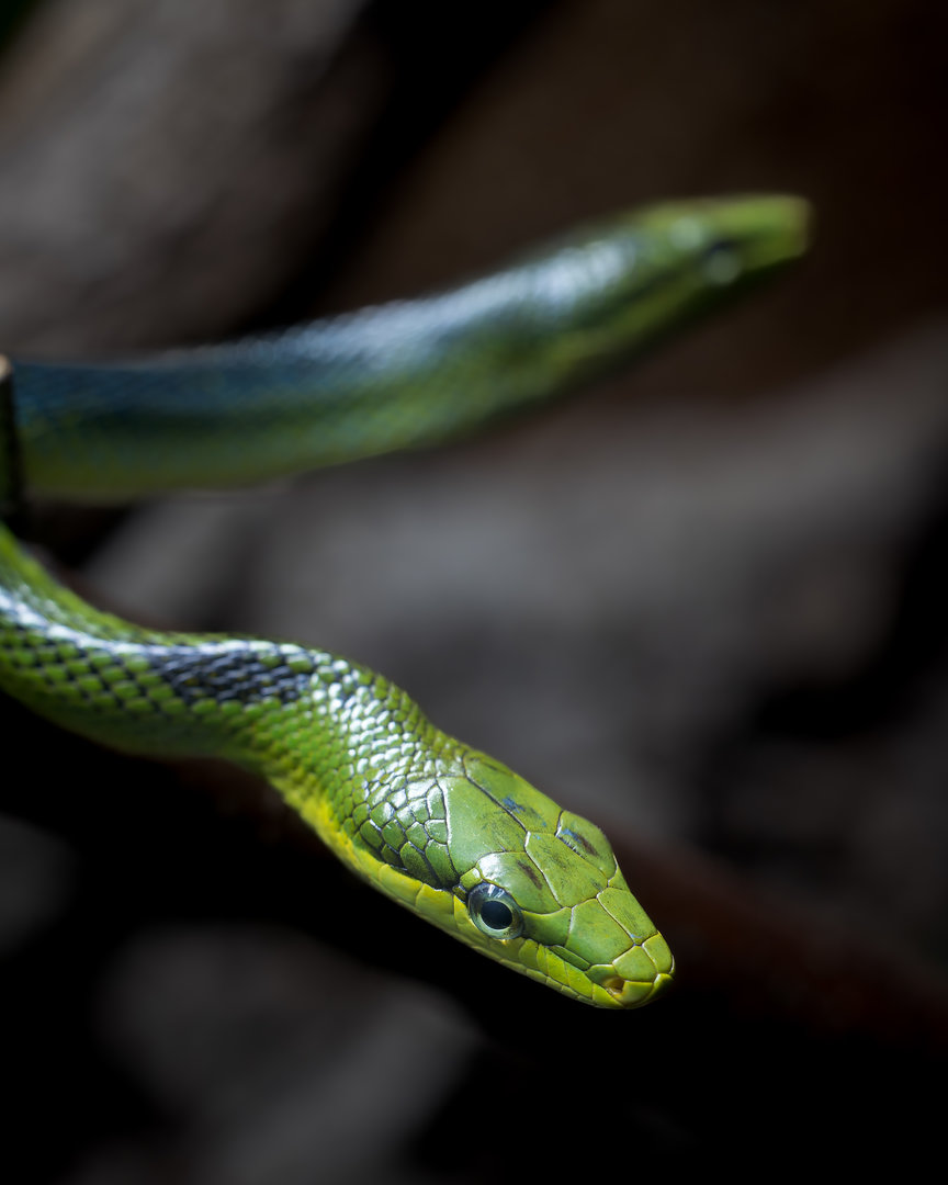 Red tailed Racer Snake (rat snake) / Newquay Zoo / 16-3-23