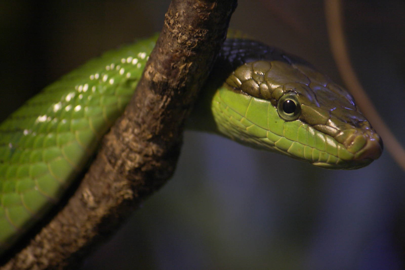 Red-tailed racer