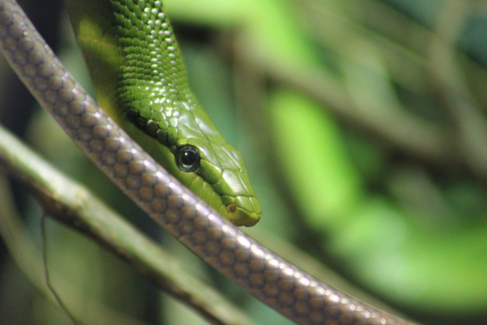 Red-tailed racer