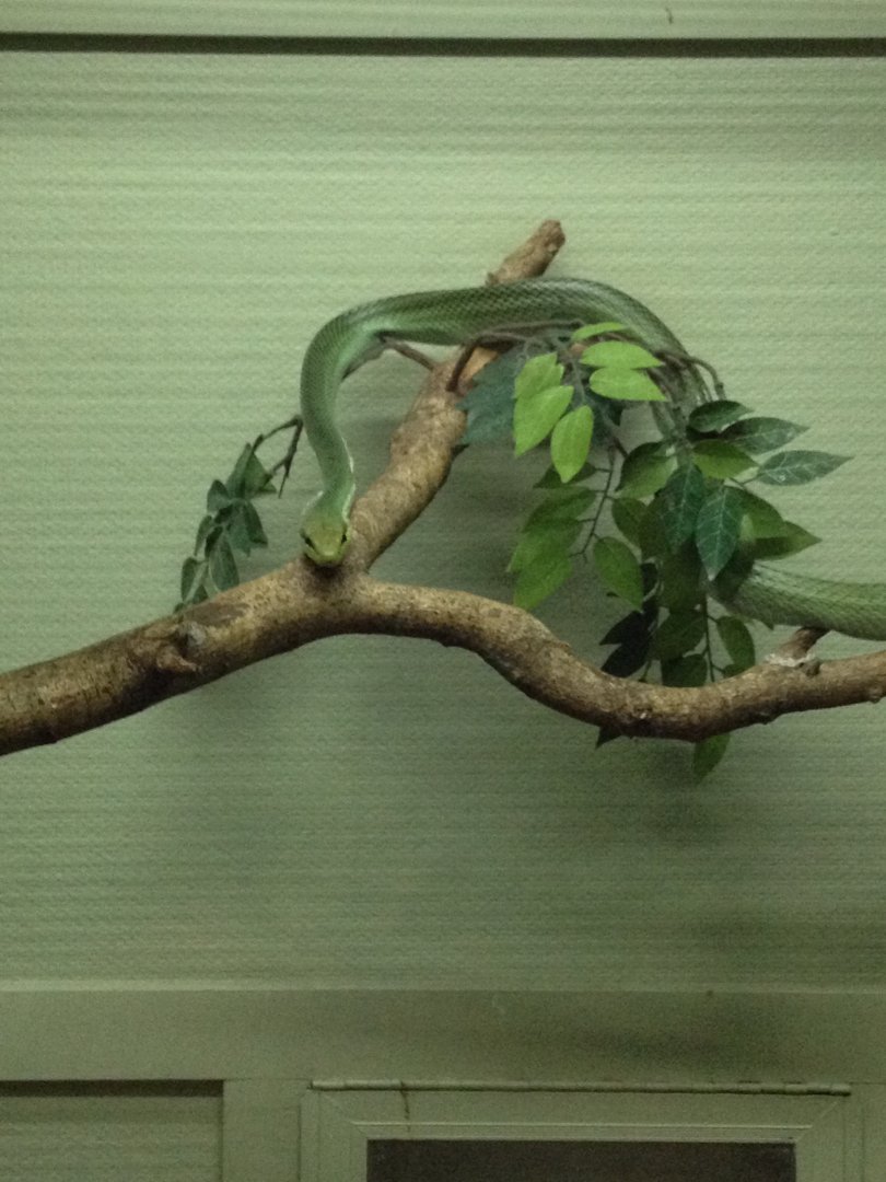 Red-tailed Rat Snake (Gonyosoma oxycephala)