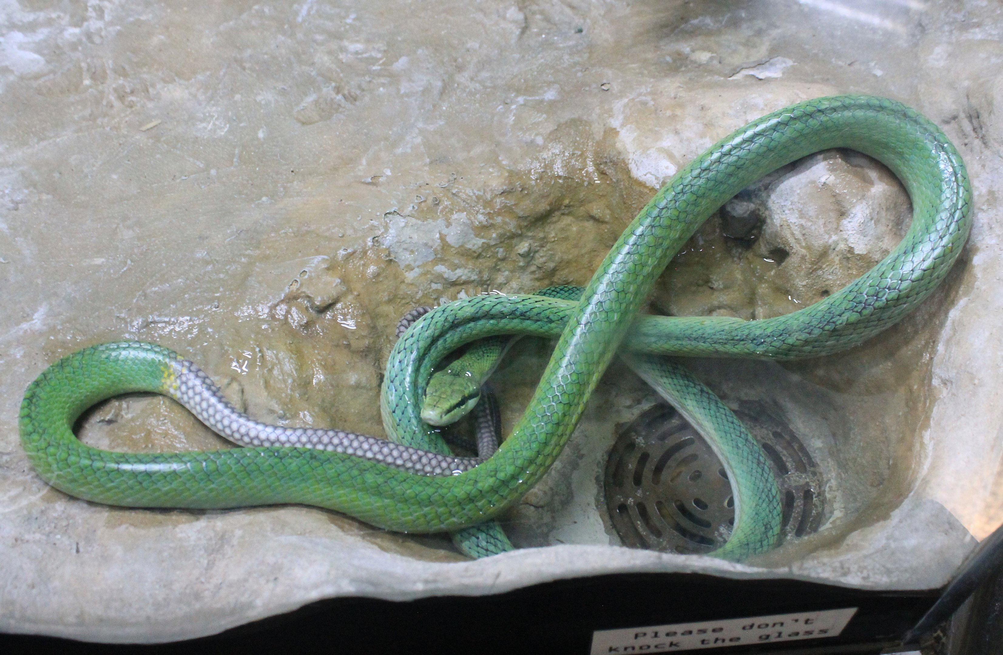 Red-tailed Rat Snake (Gonyosoma oxycephalum)