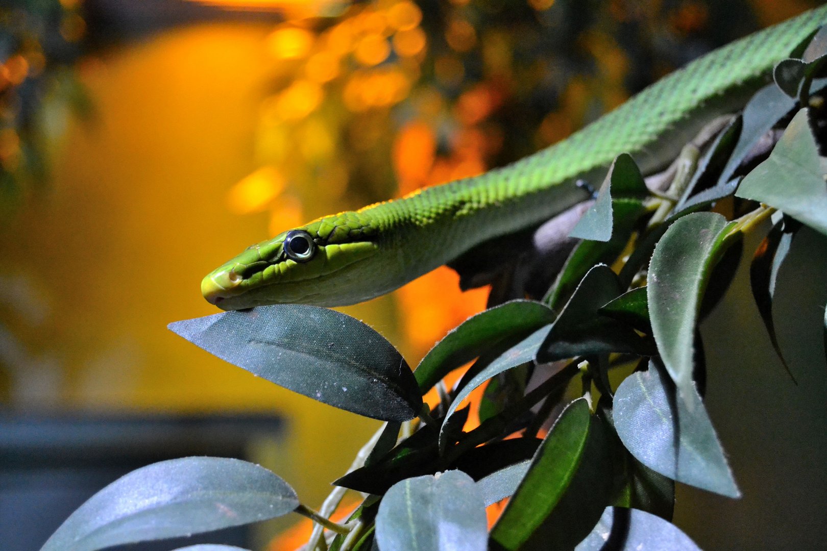 Red Tailed Rat Snake - June 2015