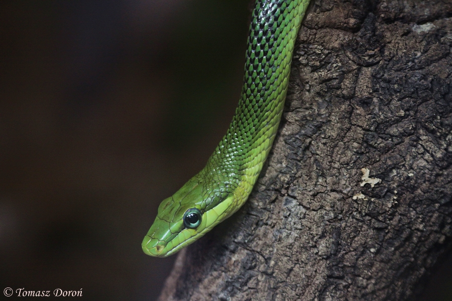 Red-tailed Rat Snake
