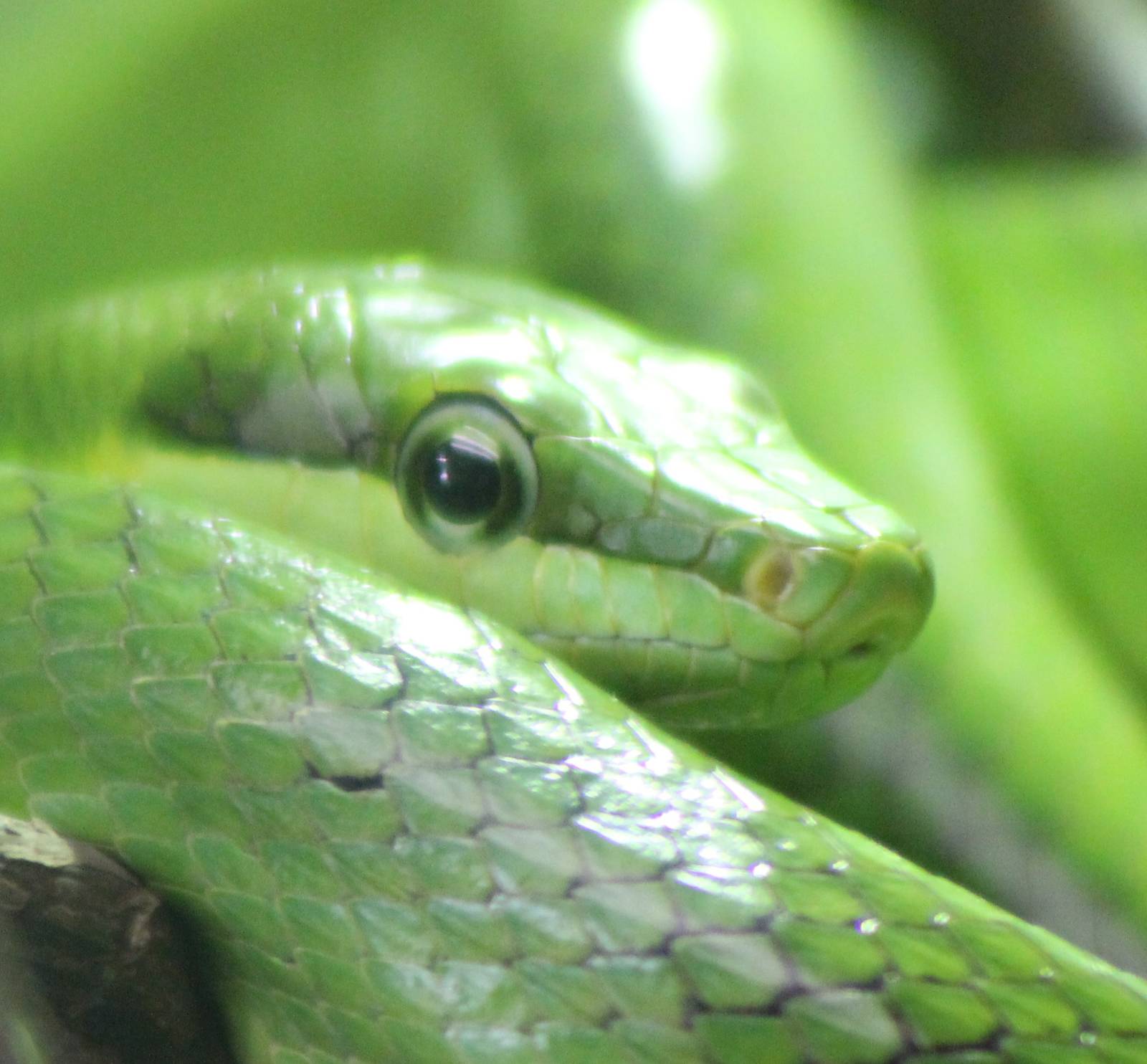Red-tailed rat snake