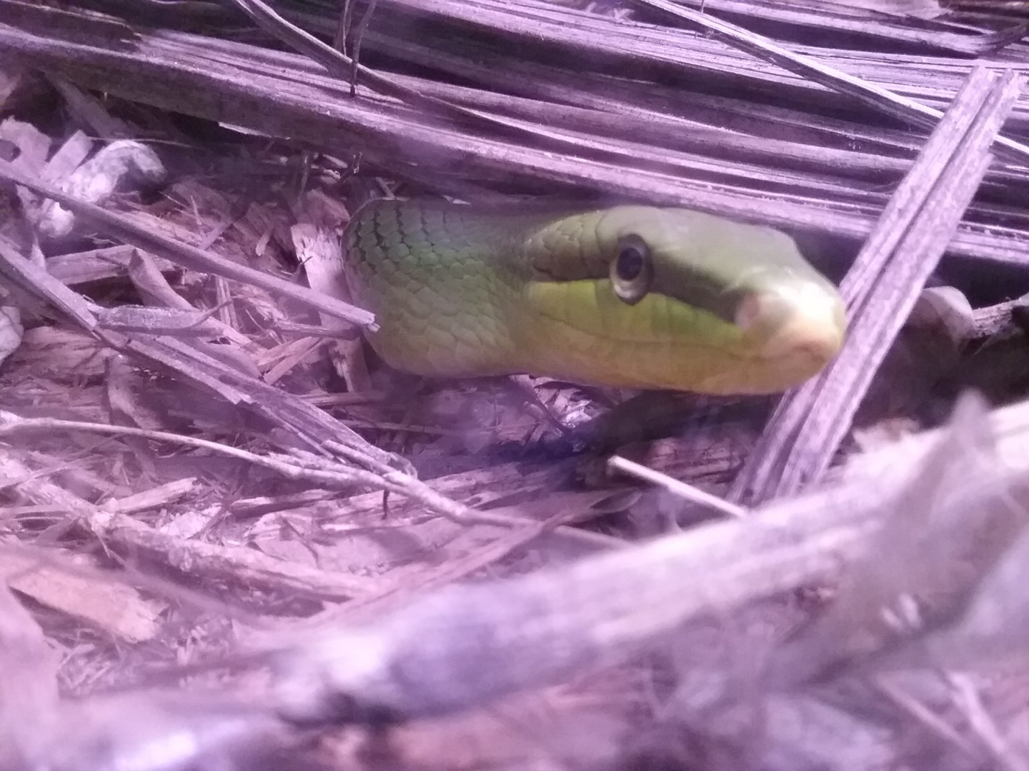 Red-tailed Rat Snake