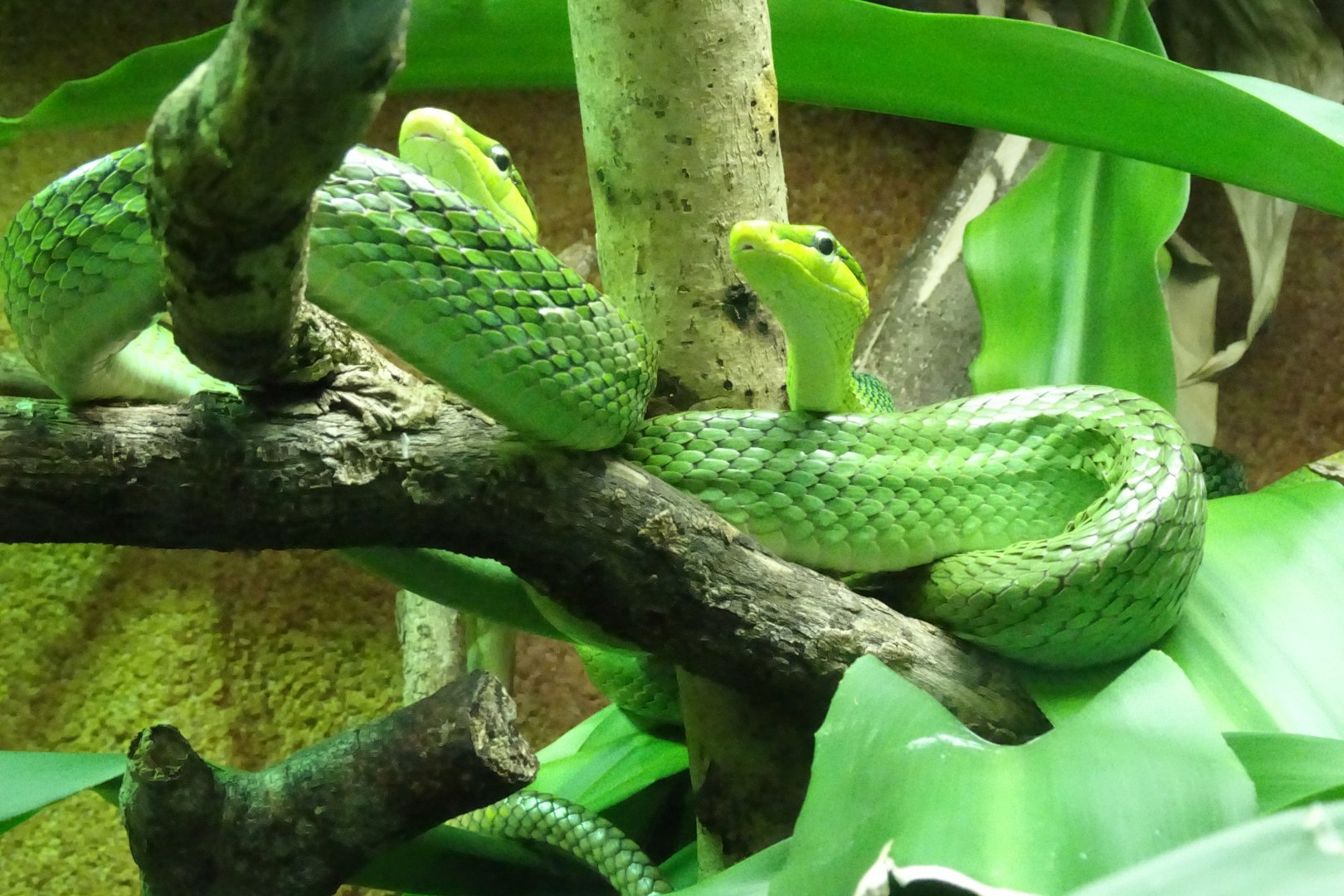 Red-tailed rat snakes, November 2017