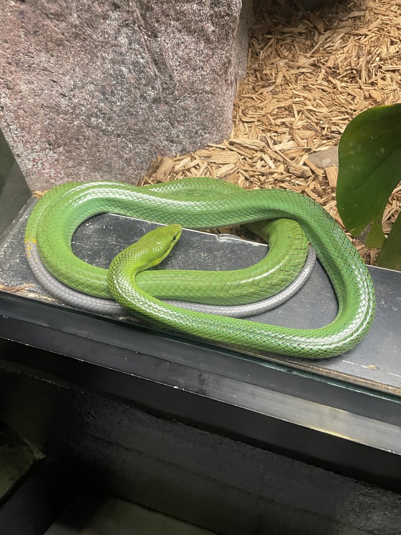 Red-Tailed Ratsnake (5/23/22)