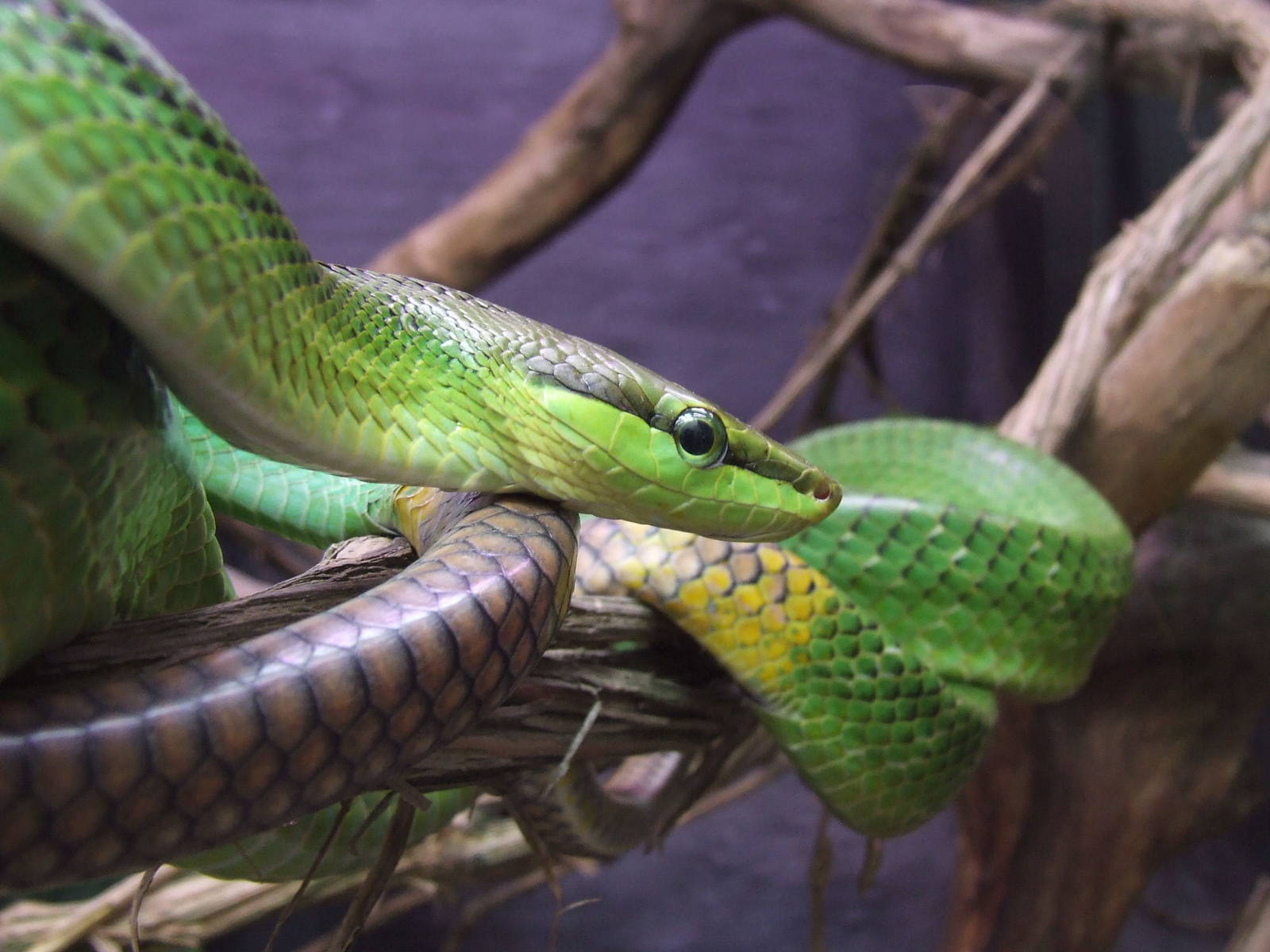 Red-tailed ratsnake @ Budapest Zoo