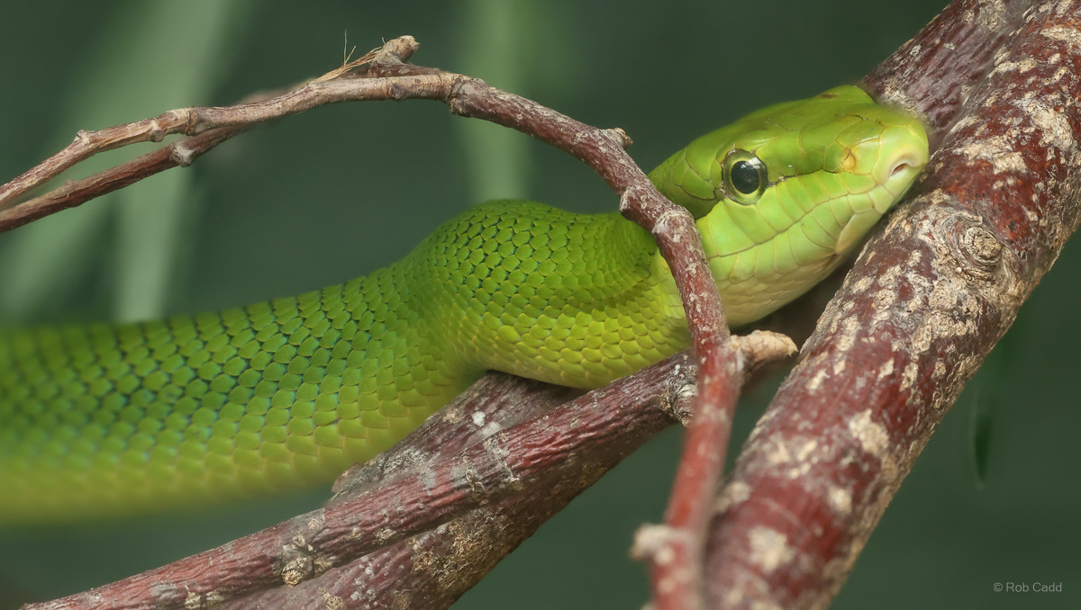 Red-tailed ratsnake : Call of the Wild : 17 Jul 2025