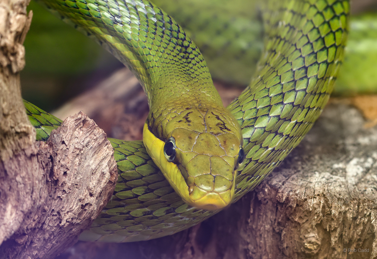 Red-tailed ratsnake : Call of the Wild : 17 Jul 2025