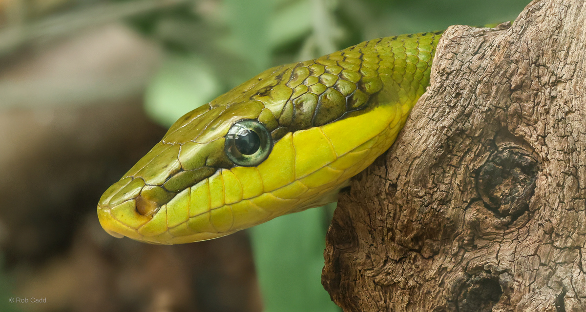 Red-tailed ratsnake : Call of the Wild : 17 Jul 2025