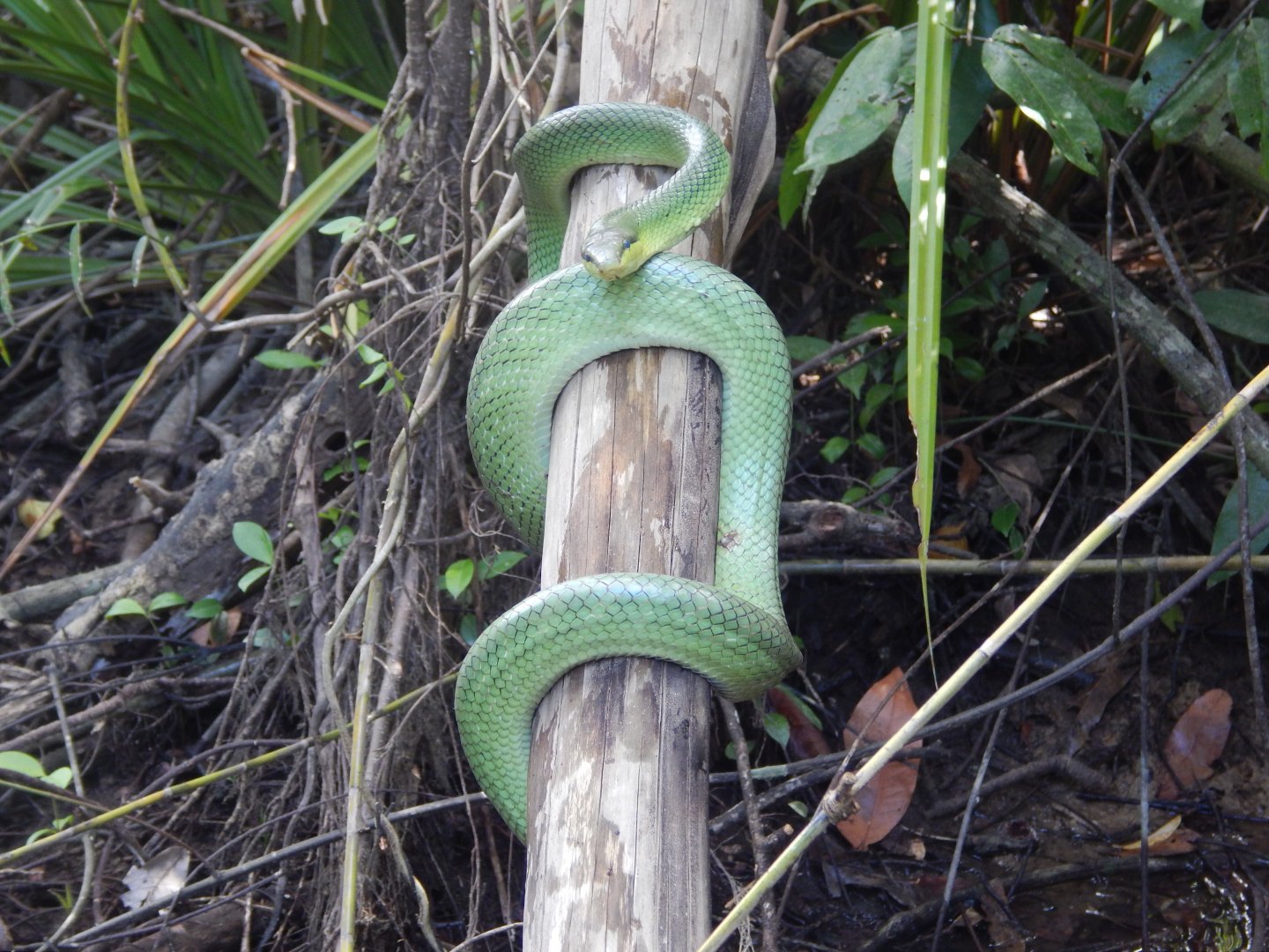 Red-tailed Ratsnake (Gonyosoma oxycephalum)