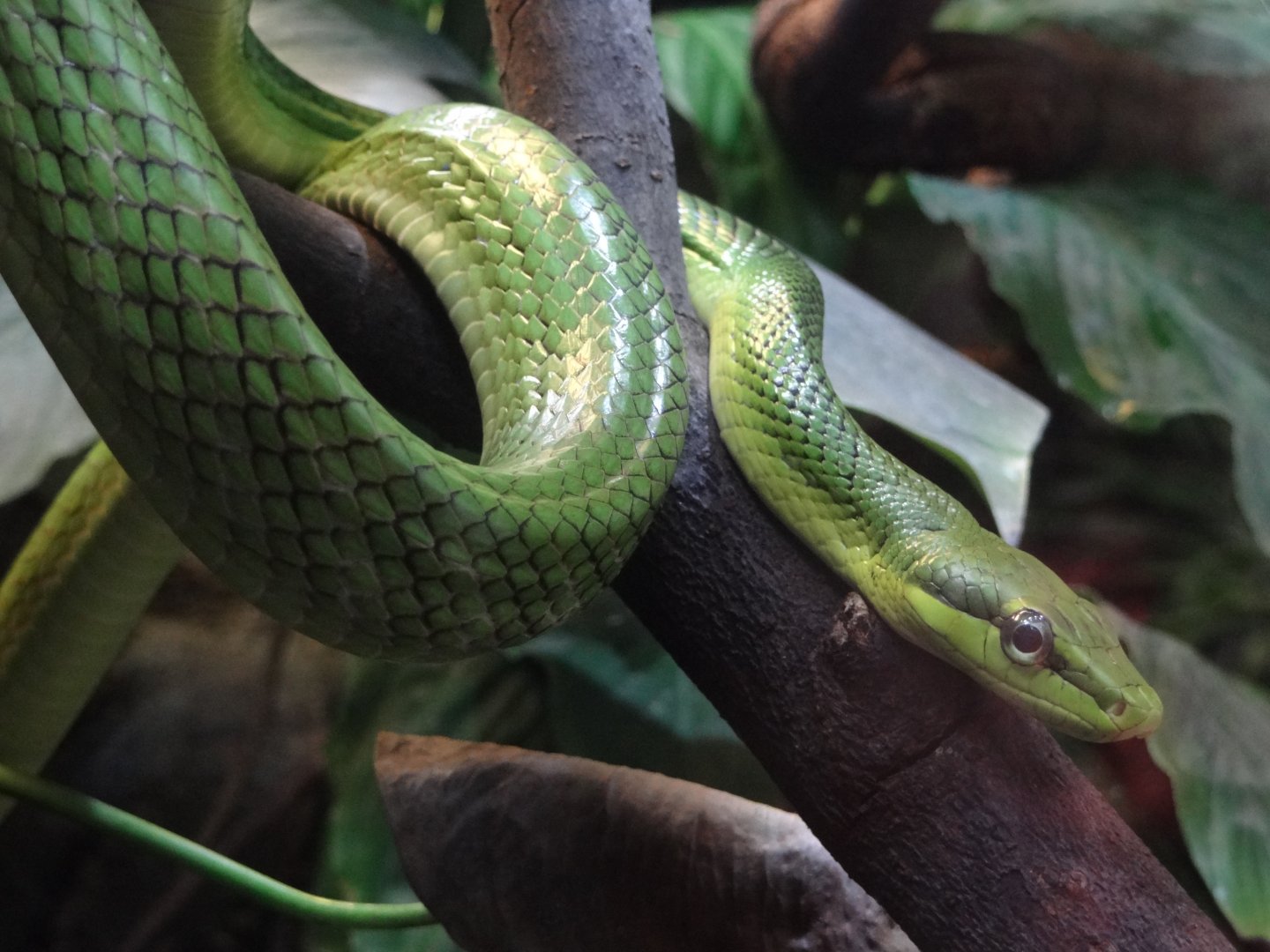 Red-tailed Ratsnake (Gonyosoma oxycephalum)