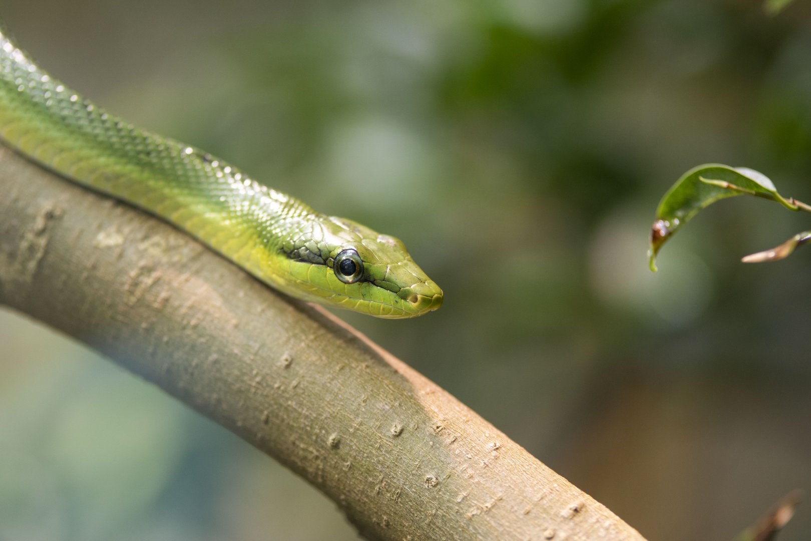 Red-tailed ratsnake (Gonyosoma oxycephalum)