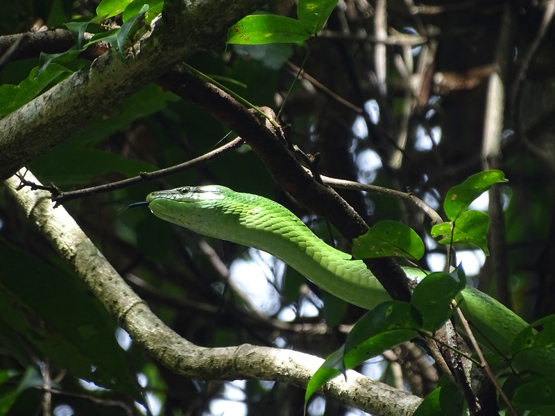 Red-tailed ratsnake (Gonyosoma oxycephalum)