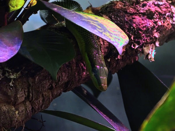 Red-tailed ratsnake (Gonyosoma oxycephalum)