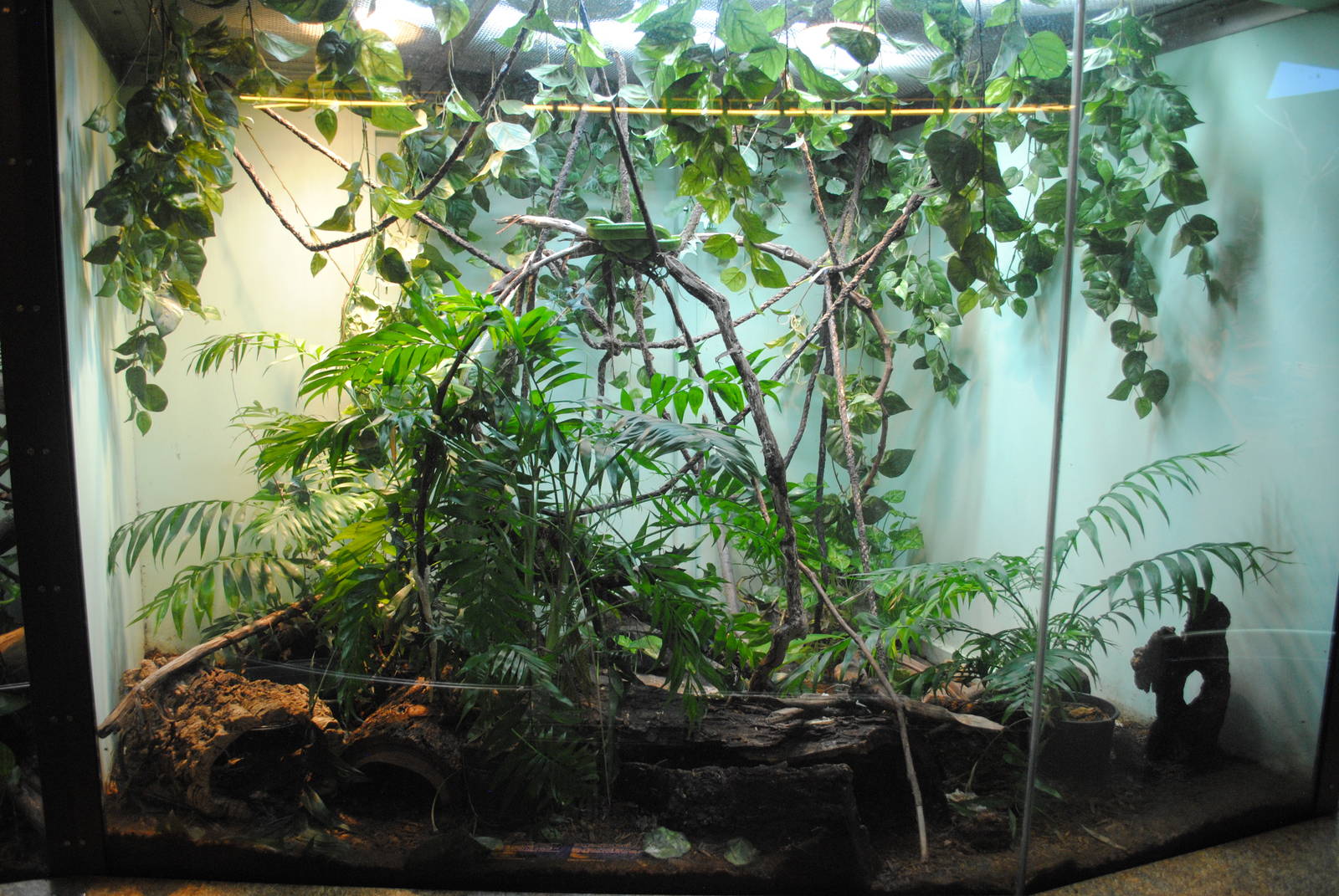 Red-tailed Ratsnake/Taiwan Beauty Ratsnake exhibit