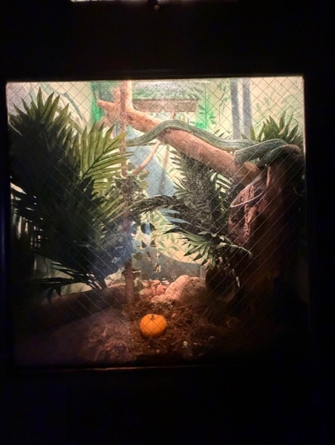 red tailed ratsnake terrarium