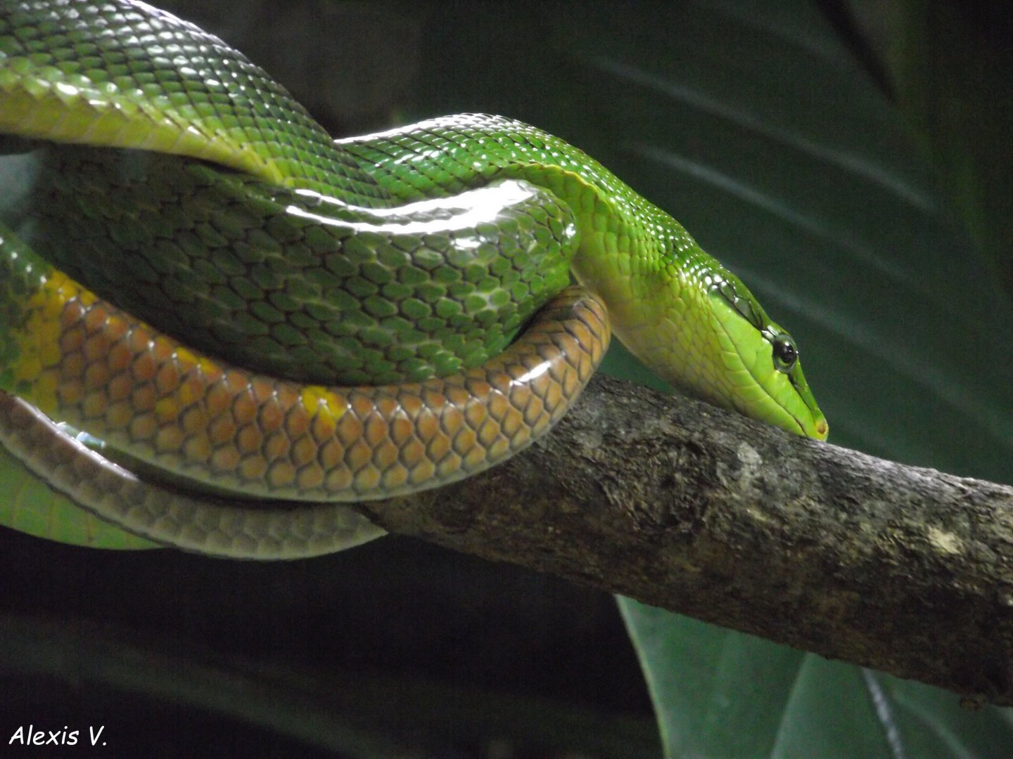 Red-tailed Ratsnake - Zooparc de Beauval - 05/2021