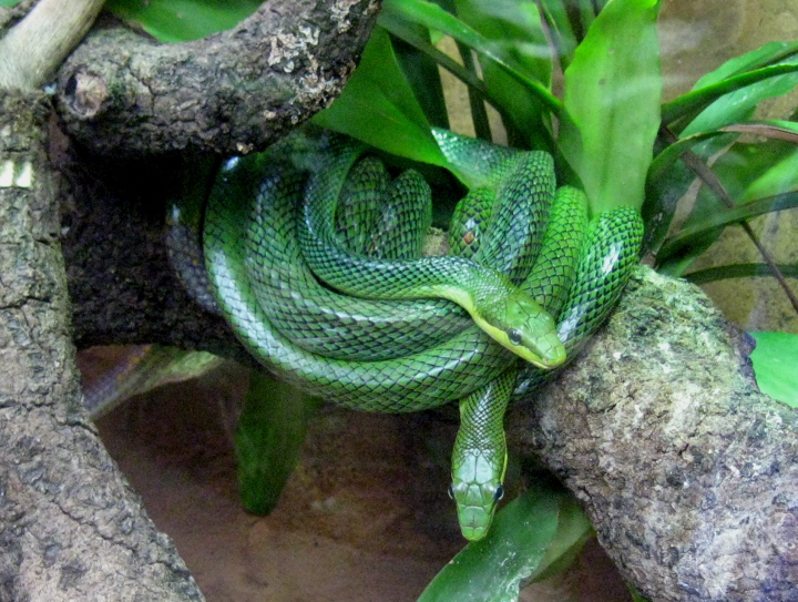 Red Tailed Ratsnake