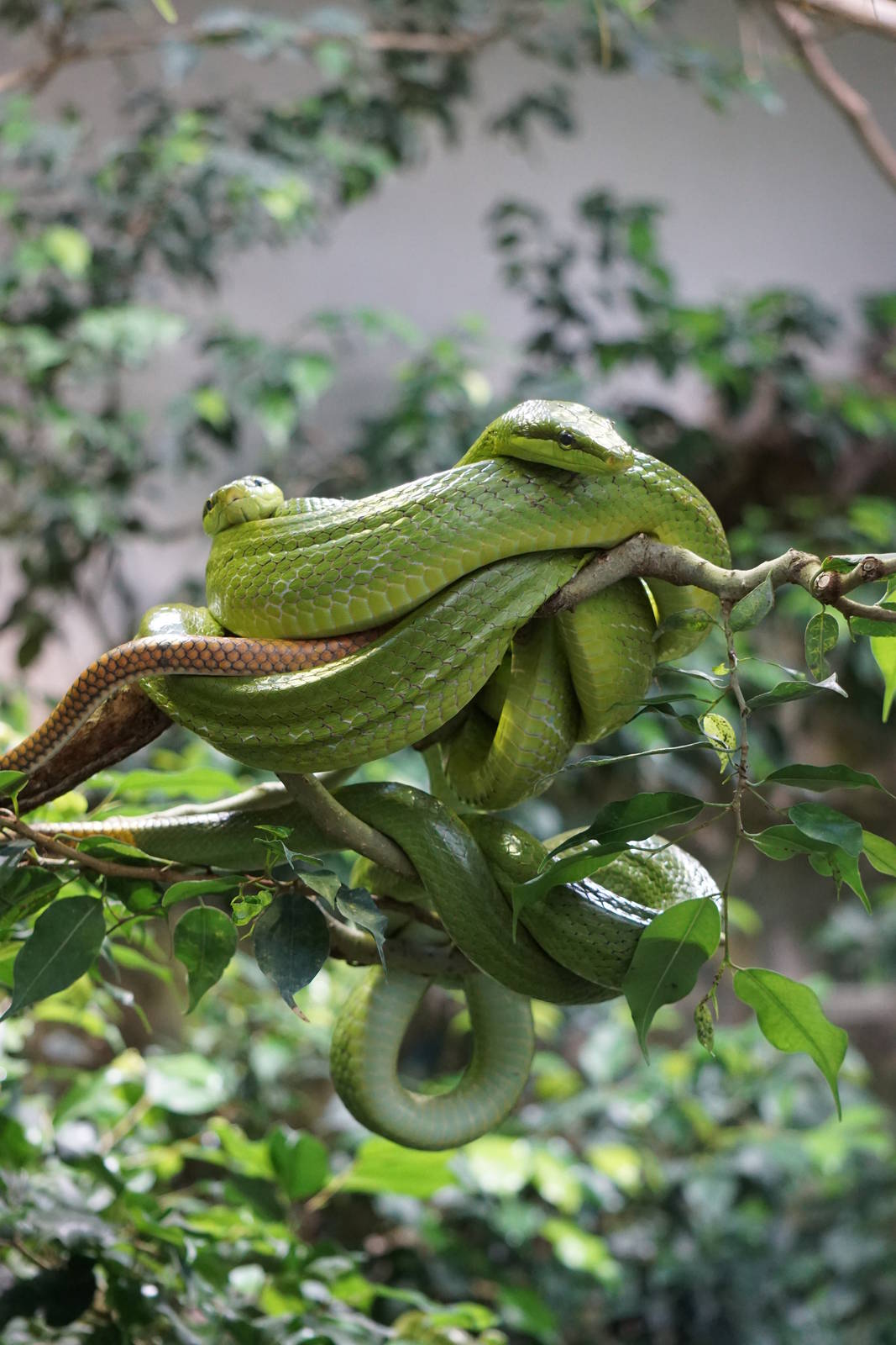 Red-tailed Ratsnakes