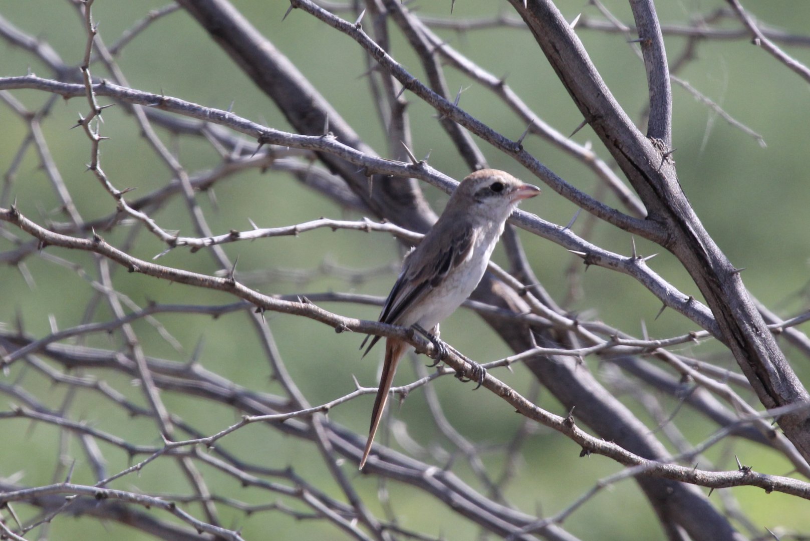 red-tailed shrike or Turkestan shrike (Lanius phoenicuroides) female