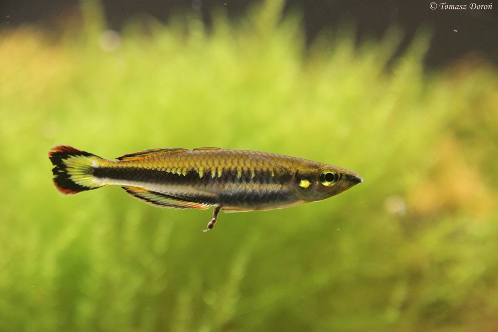 Red-tailed Silverside (Bedotia geayi)