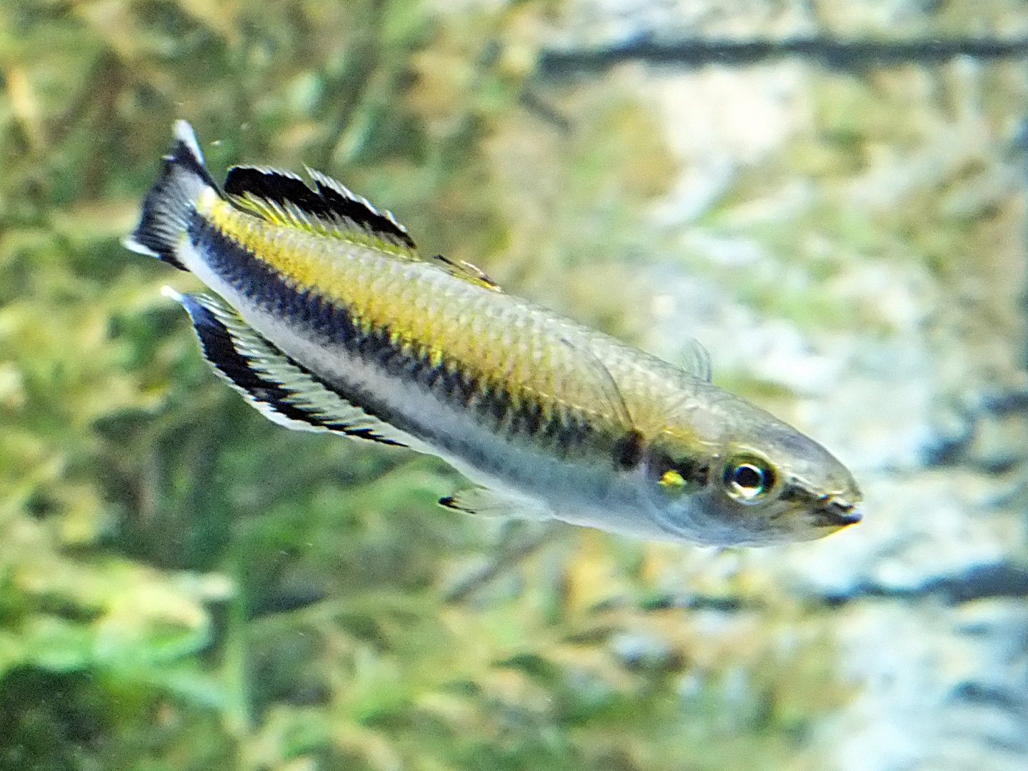 Red-tailed silverside