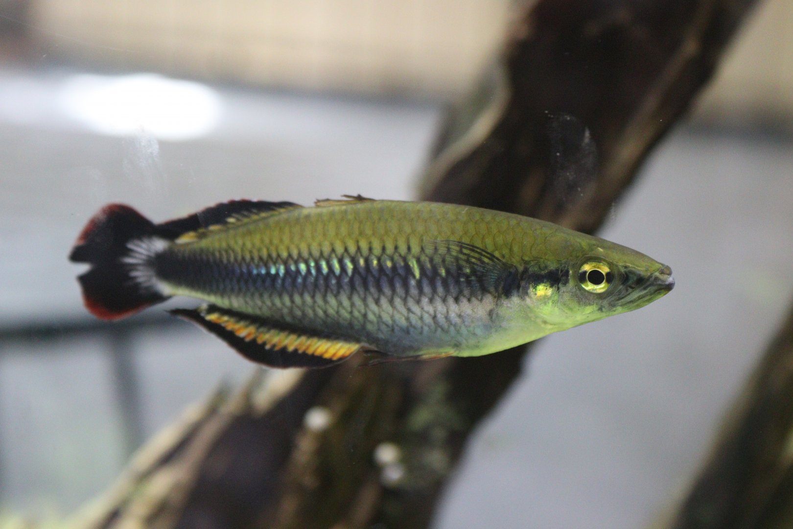 Red-tailed Silverside