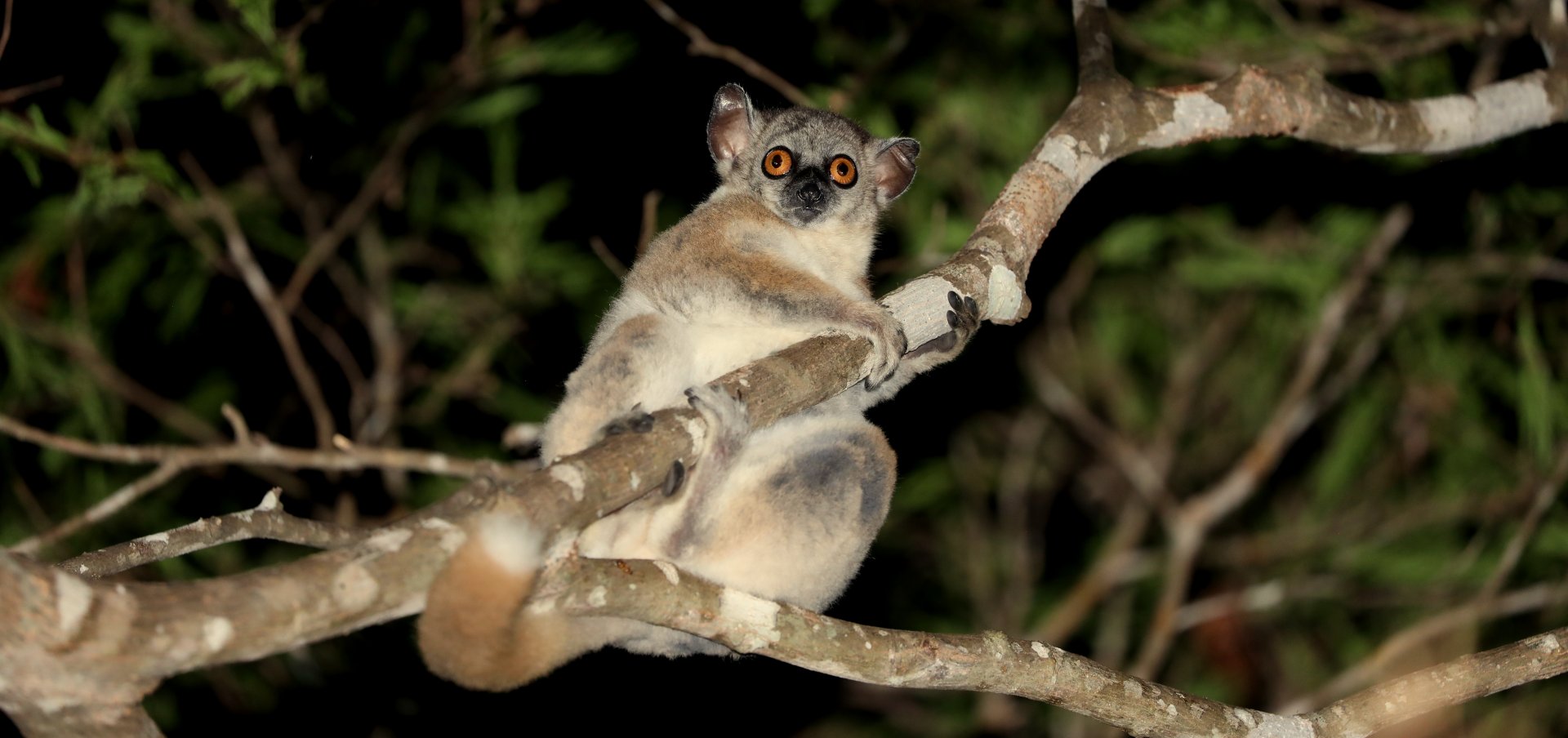 red-tailed sportive lemur (Lepilemur ruficaudatus)