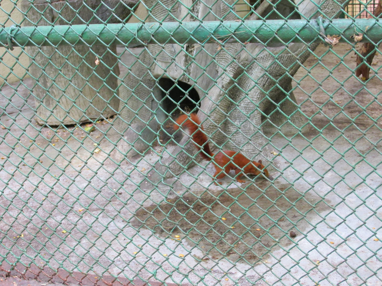 red tailed squirrel havana zoo