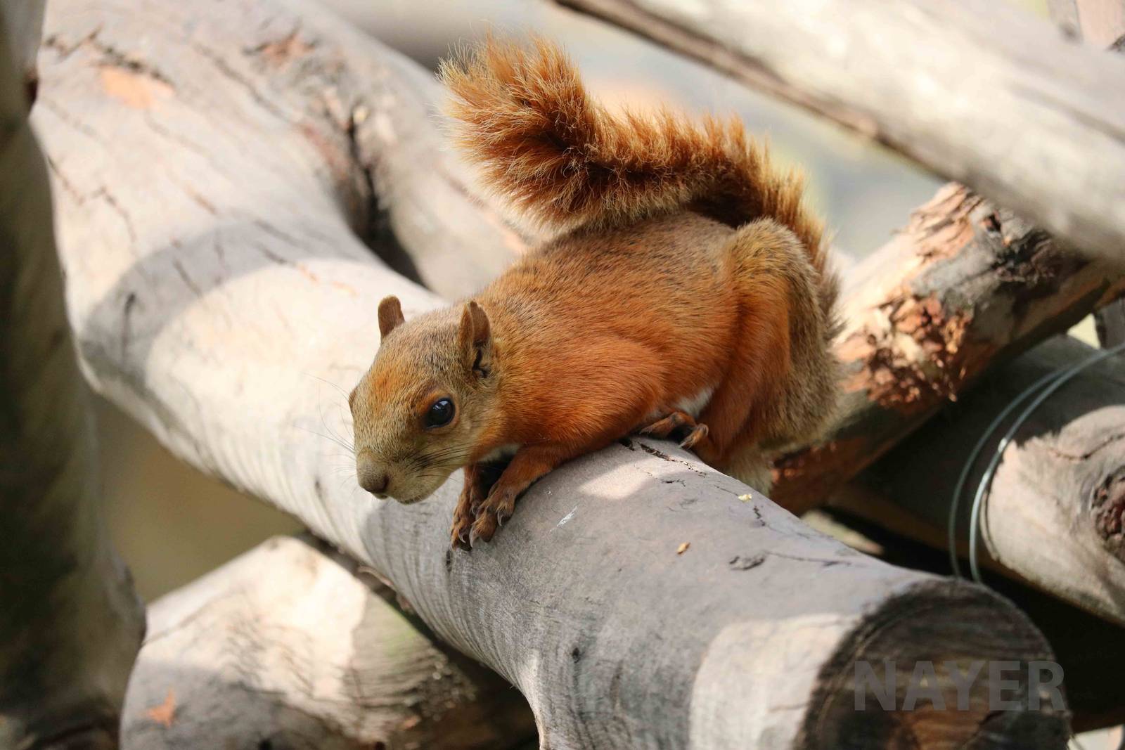 Red-tailed squirrel, March 2016