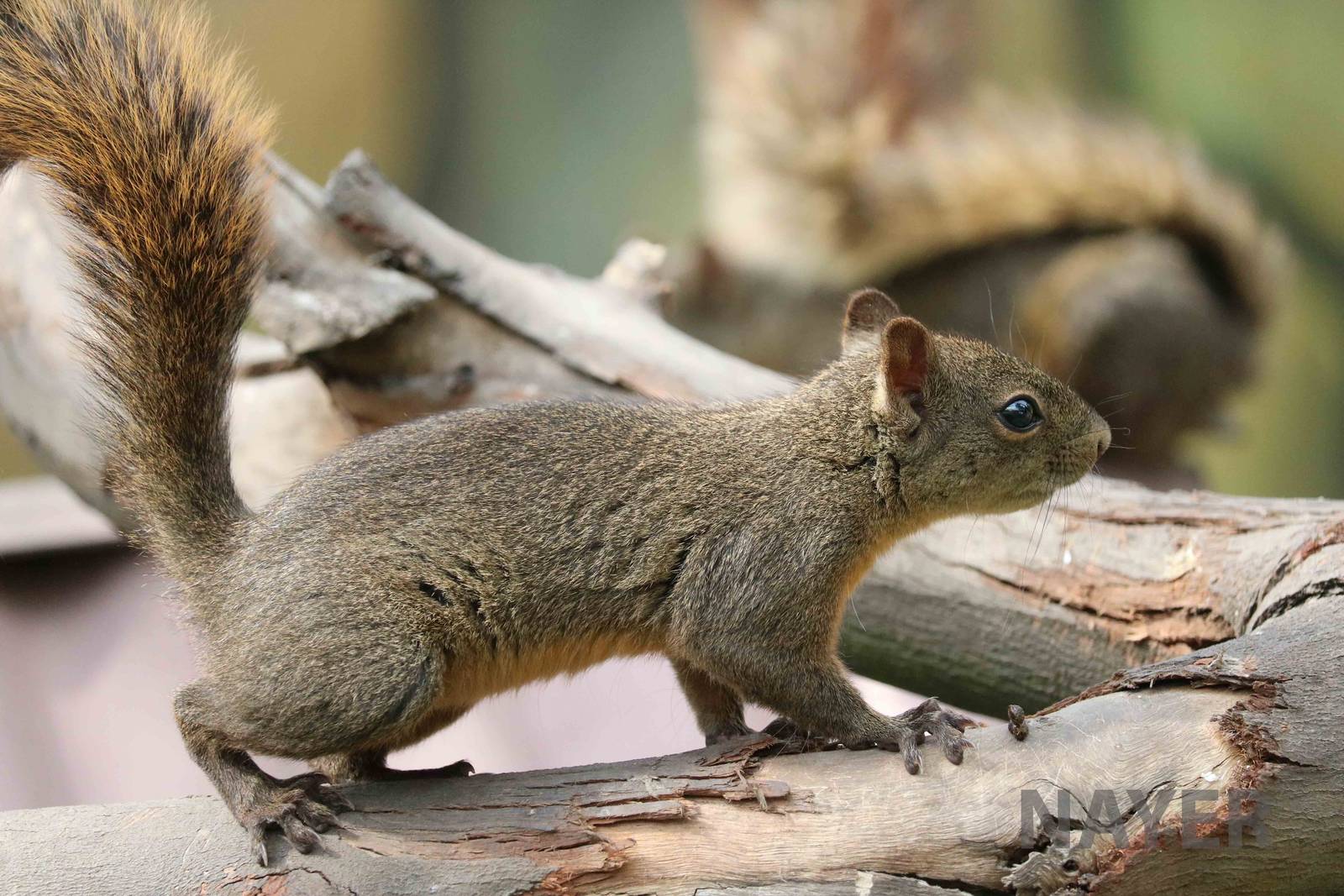 Red-tailed squirrel, March 2016