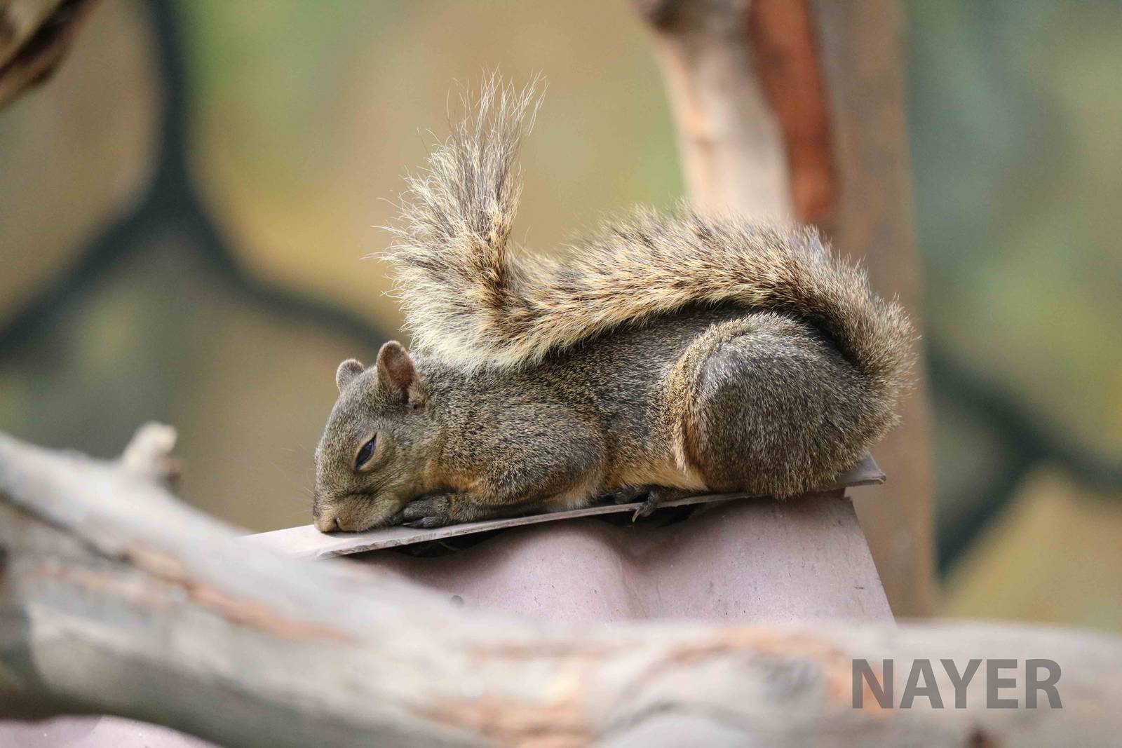 Red-tailed squirrel, March 2016