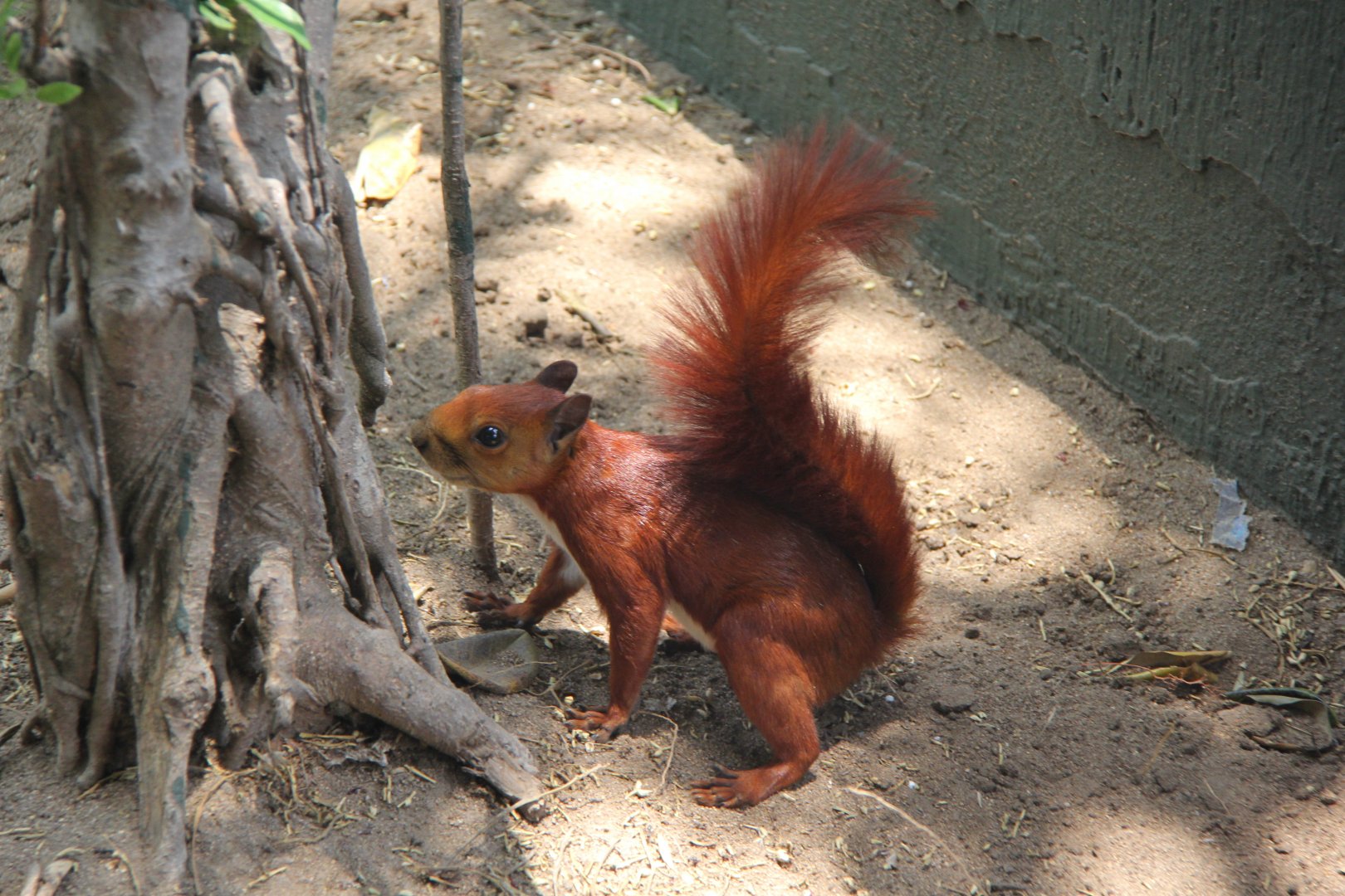 red-tailed squirrel (Notosciurus granatensis)