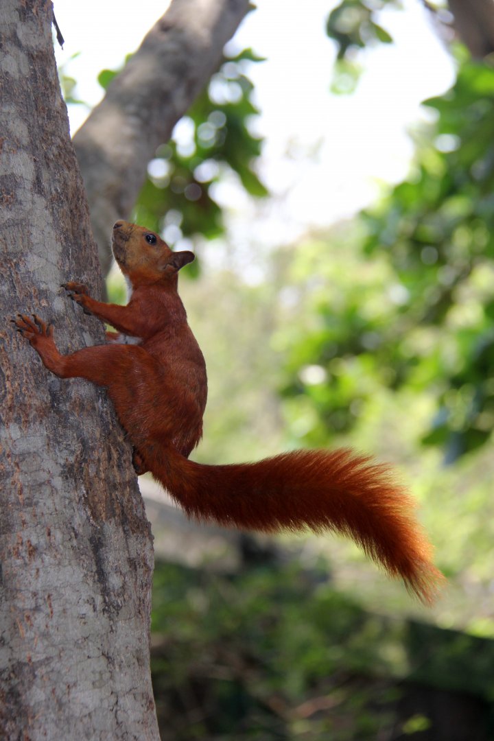 red-tailed squirrel (Notosciurus granatensis)