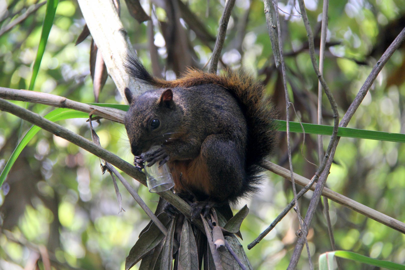 red-tailed squirrel (Notosciurus granatensis)