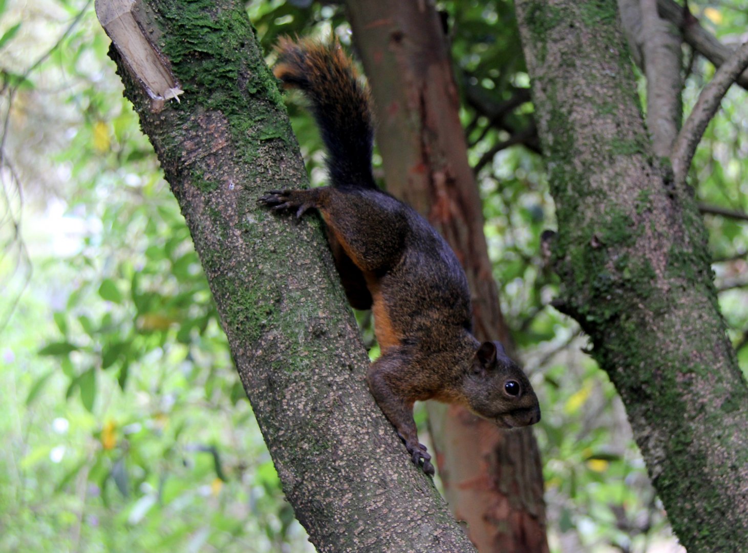 red-tailed squirrel (Notosciurus granatensis)