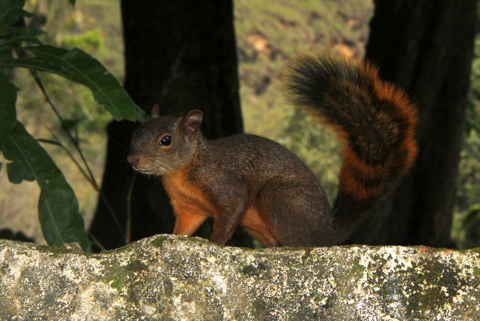 red-tailed squirrel (Notosciurus granatensis)