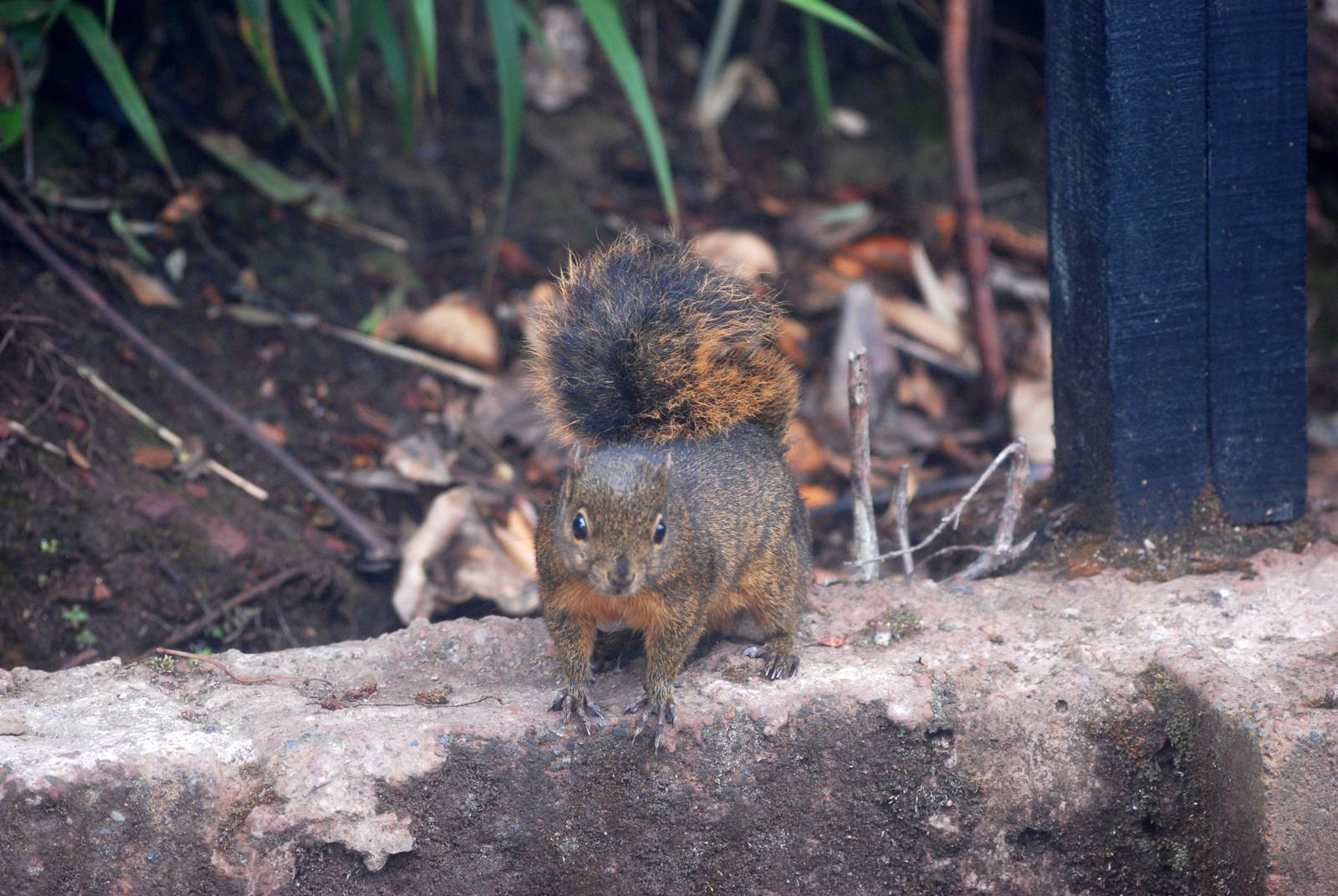 Red-tailed Squirrel, Po?s Volcano, 12/04/14