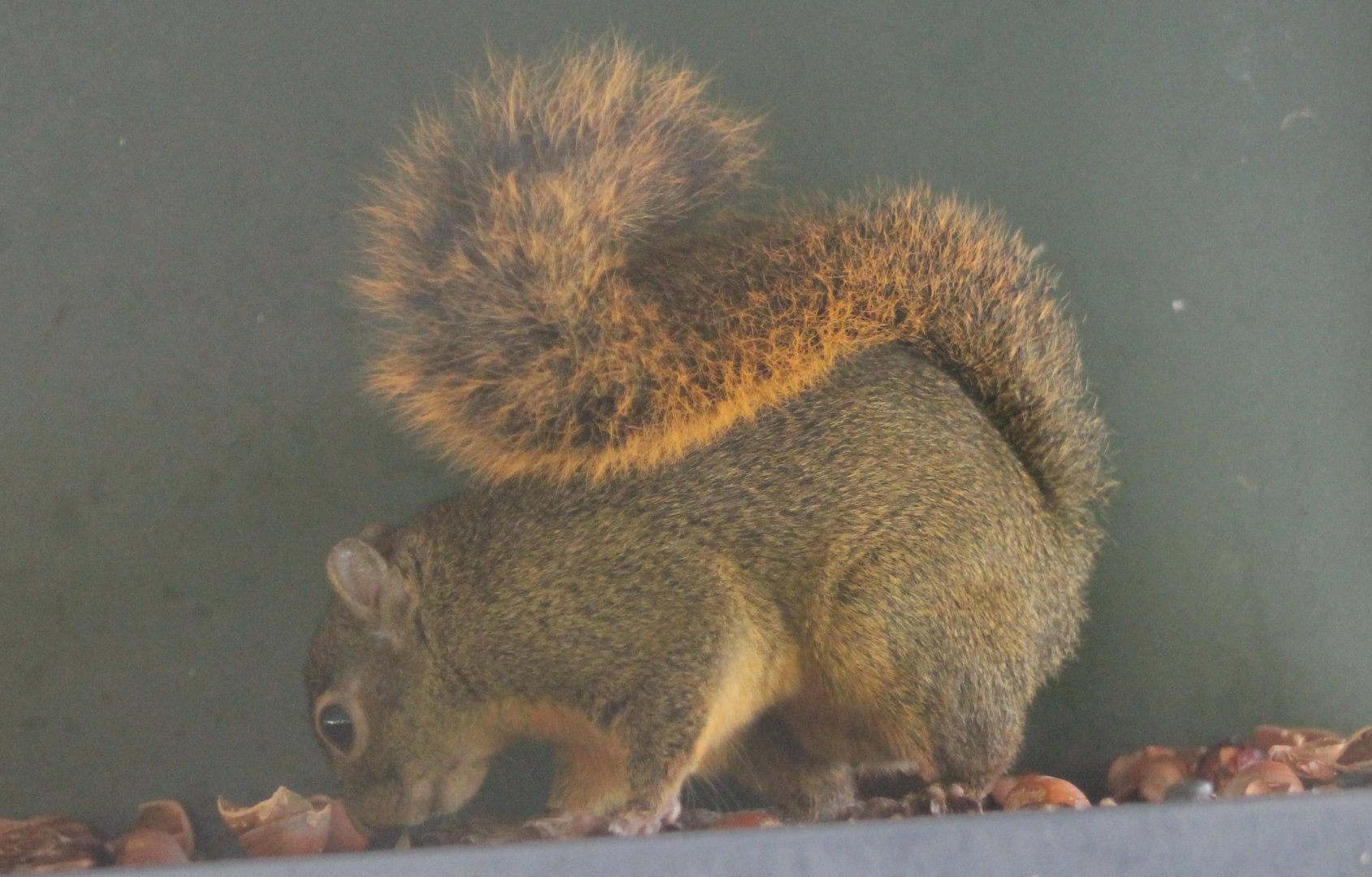 Red-tailed squirrel Ssp Hoffmanni